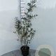 Hippophae rhamnoides 40-50 cm 2,0L