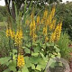 Ligularia stenoc. 'The Rocket' GM 2,0L