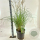 Miscanthus sin. 'Adagio' 70-90 cm 12L