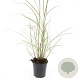 Miscanthus sin. 'Red Chief' GM C1.3