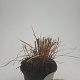 Miscanthus sin. 'Red Chief' GM C1.3