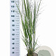 Panicum virgatum 'Northwind' 60-90 cm 6,5L