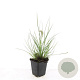 Pennisetum al. 'Little Bunny' GM P9