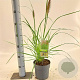 Pennisetum al. 'Redhead' 25-30 cm 2,0L