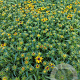 Rudbeckia f. 'Little Goldstar' GM 2,0L