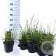 Sesleria autumnalis 25-30 cm 2,0L