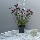 Verbena bon. 'Lollipop' GM 2,0L