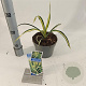 Yucca filamentosa 'Color Guard' 20-30 cm 2,0L