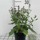 Salvia nem. 'Blaukönigin' GM 2,0L