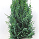 Chamaecyparis l. 'Columnaris' 80-100 cm met kluit