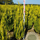 Chamaecyparis l. 'Ivonne' 120-140 cm met kluit