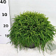 Chamaecyparis p. 'Sungold' 30-40 cm 5,0L