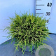 Chamaecyparis p. 'Sungold' 30-40 cm 5,0L