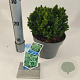 Cryptomeria j. 'Compressa' 20-25 cm 3,0L