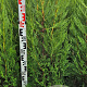 Cupressocyparis l. 'Tweeduizendéén' 120-140 cm met kluit