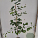 Ginkgo biloba 100-125 cm 4,0L gebonden vertakt