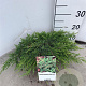 Juniperus comm. 'Green Carpet' 30-40 cm 3,0L