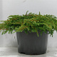 Juniperus comm. 'Green Carpet' 40-50 cm 5,0L