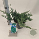 Juniperus h. 'Blue Chip' 20-25 cm 3,0L