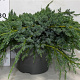 Juniperus squamata 'Blue Carpet' 40-50 cm 5,0L