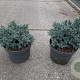 Juniperus squamata 'Blue Star' GM C3