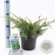 Juniperus squamata 'Holger' 20-25 cm 3,0L