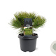 Pinus dens. 'Low Glow' 25-30 cm 3,5L