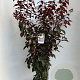 Prunus cer. Crimson Pointe 100-120 cm 10L