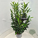 Prunus l. Elly 80-100 cm 10L