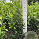 Prunus l. 'Herbergii' 80-100 cm met kluit