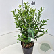 Prunus l. Sofia 30-40 cm 4,0L