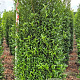 Prunus l. Sofia 200-225 cm draadkluit extra
