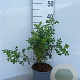 Rosa pimpinellifolia 20-30 cm 2,0L