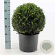 Taxus baccata 40 cm 12L bol