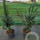 Taxus baccata 40-60 cm 4,0L