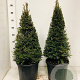Taxus baccata 60-70 cm 10L kegel