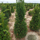 Taxus baccata 160-180 cm met kluit