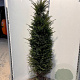Taxus baccata 160-180 cm met kluit