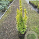 Taxus b. 'David' 40-50 cm 3,0L