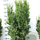 Taxus media 'Hicksii' 100-120 cm met kluit
