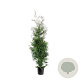 Thuja occ. 'Brabant' 150-175 cm 10L