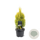 Thuja occ. Golden Smaragd 30-40 cm 3,0L