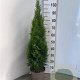 Thuja occ. 'Smaragd' 60-80 cm 4,0L