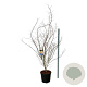 Acer North Wind 200-225 cm cont. 55L extra