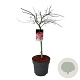 Acer pal. 'Garnet' 50 cm stam 14L
