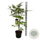 Acer pal. 'Osakazuki' 80-100 cm 10L