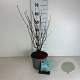 Amelanchier lamarckii 50-60 cm 35L