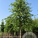 Betula nigra 20-25 HO volle grond wortelecht
