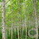 Betula pubescens 450-500 cm volle grond meerstammig