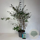 Buddleja d. 'Border Beauty' 80-100 cm 10L